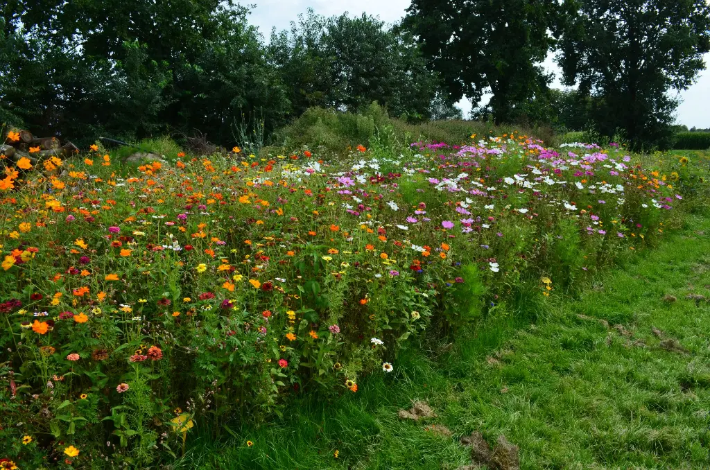 New Wave - links stuk.webp