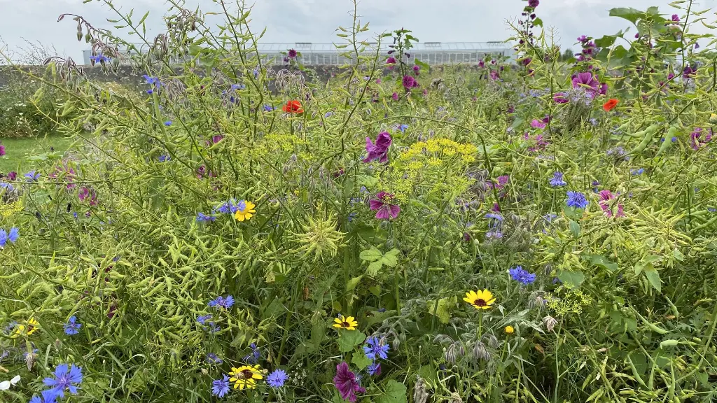 Brandenburger 49B_27.7.2021 (8).webp