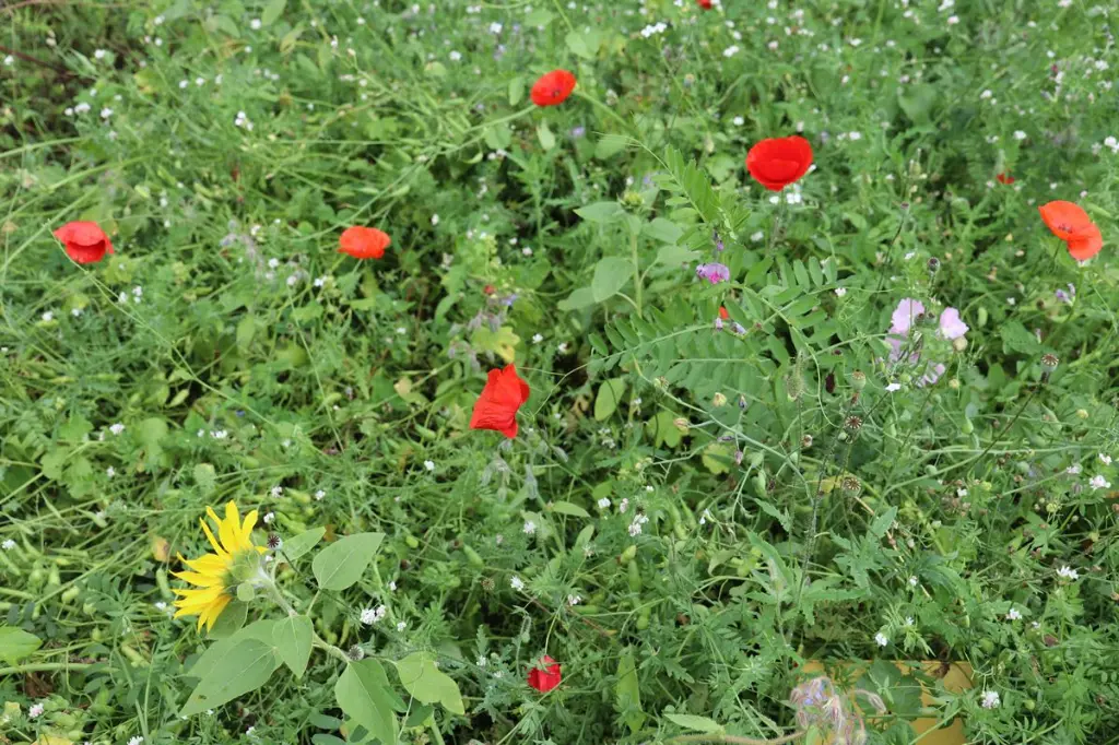 brandenburger 5.webp