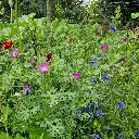 Staygreen 9 Bloemrijk 230807 (5) vierkant.webp