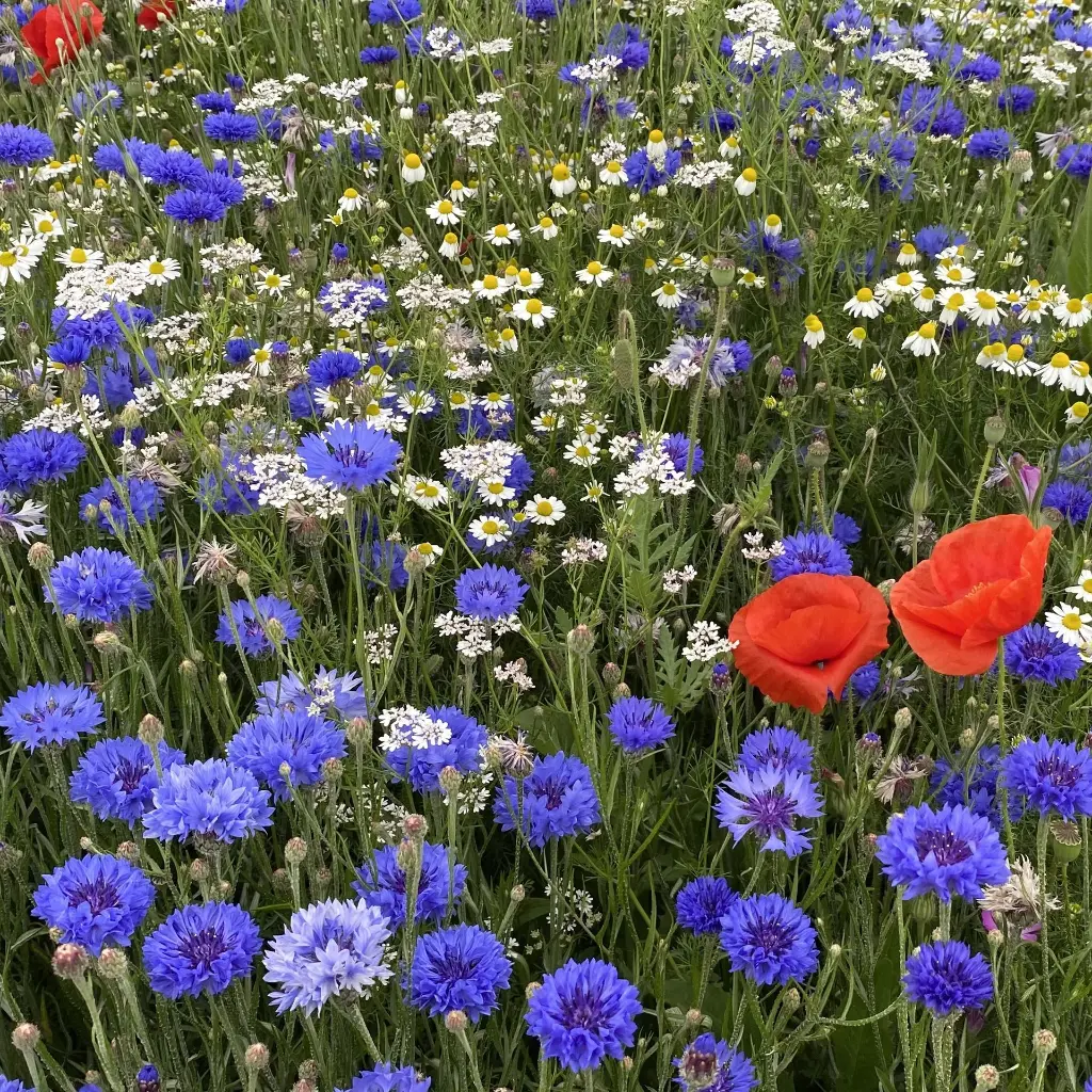 Binnen Bebouwde Kom_15.6.2021 (3).webp