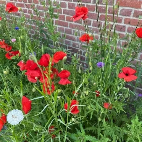 chilthuis vierkant.webp