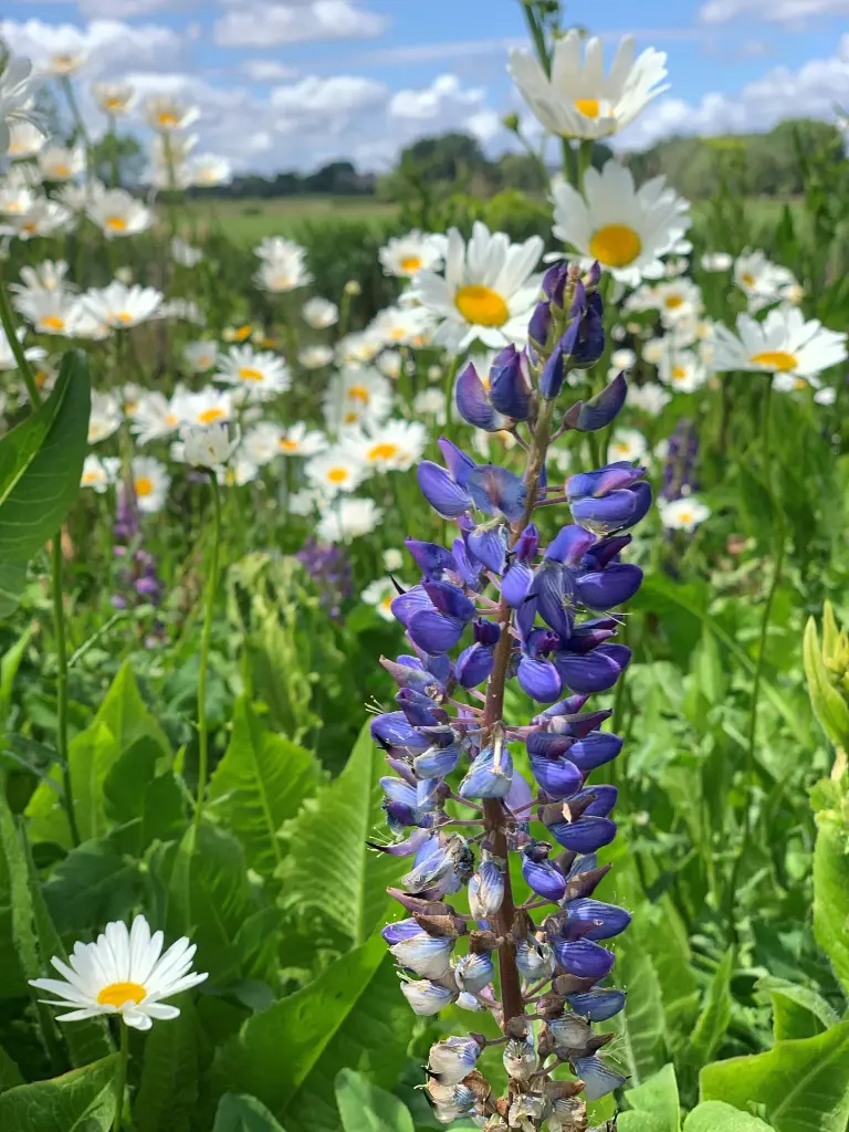 classic thuis 2022.2.webp