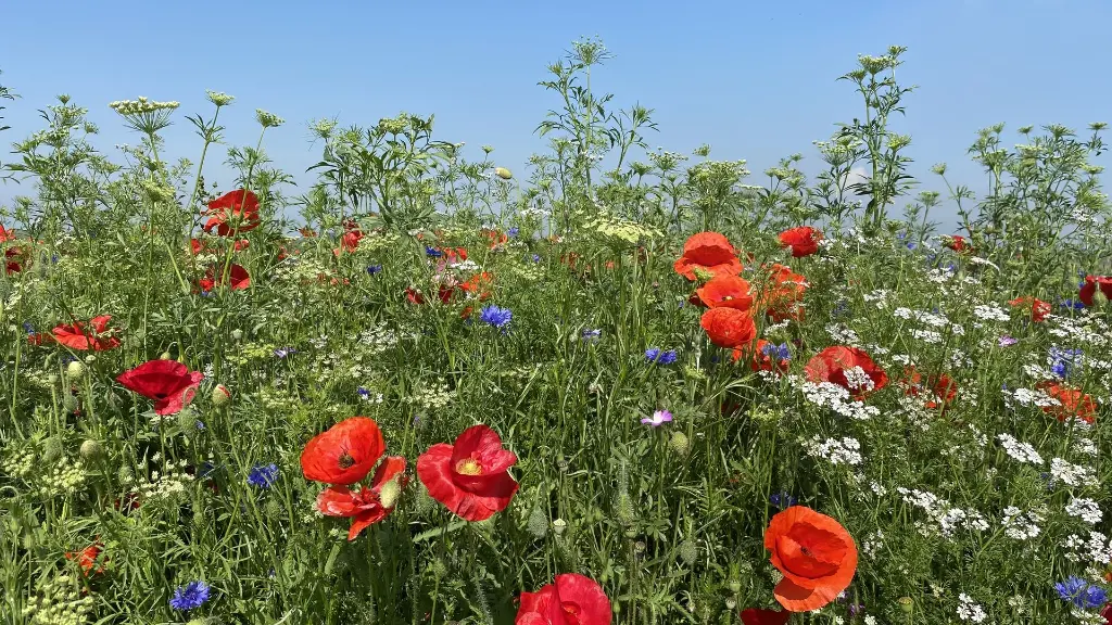 Veldbloemen 2_8.6.2021 (2).webp