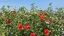 Veldbloemen 2_8.6.2021 (2).webp