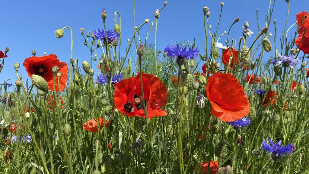 Veldbloemen 2_10.6.2021 (12).webp