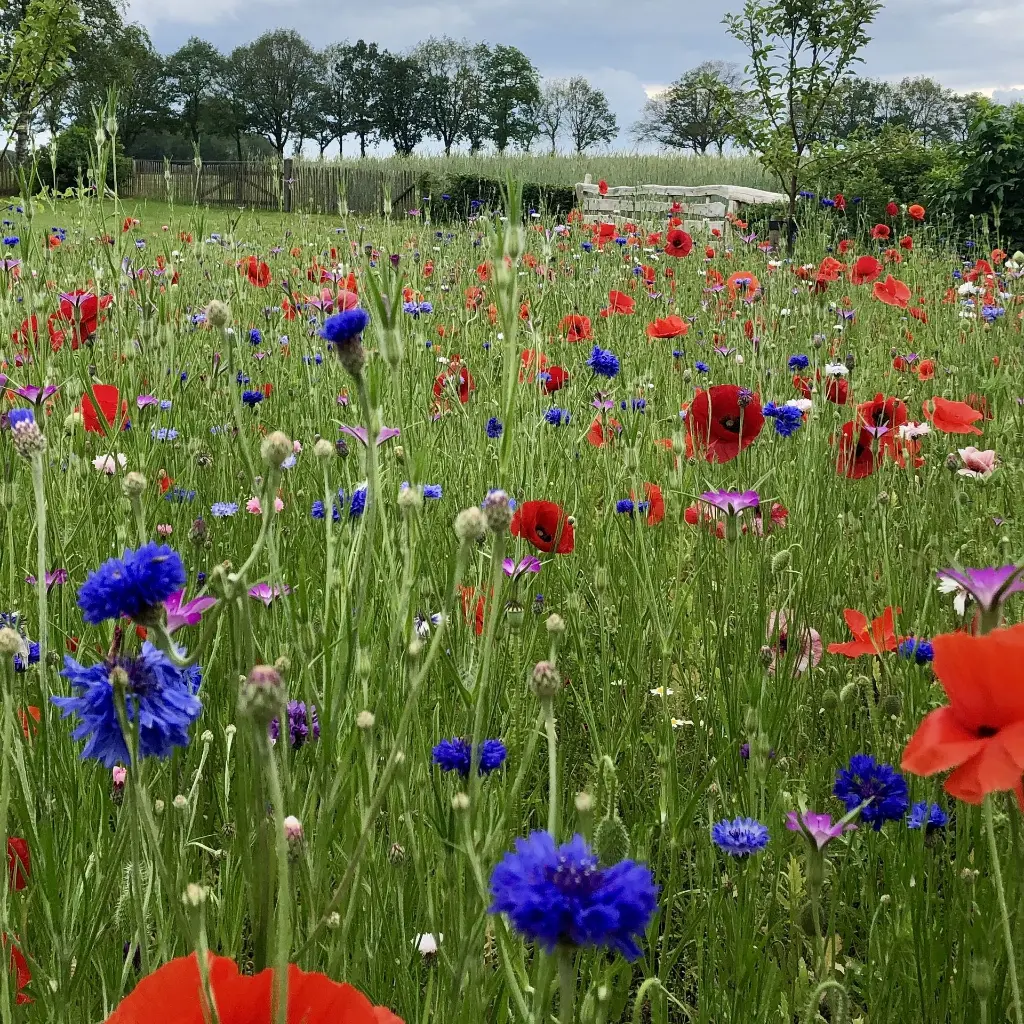 NicoleHeijmans1_veldbloemen2 - kopie2.webp