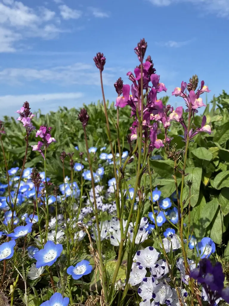 Veldbloemen 4_11.5.2021 (19) gothic.webp