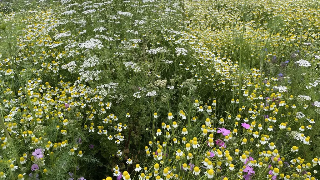 Kleur en Geur_15.6.2021 (5).webp