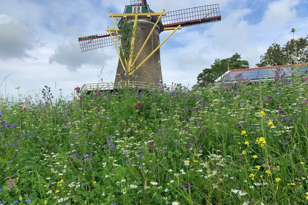 kleur en geur 5.webp