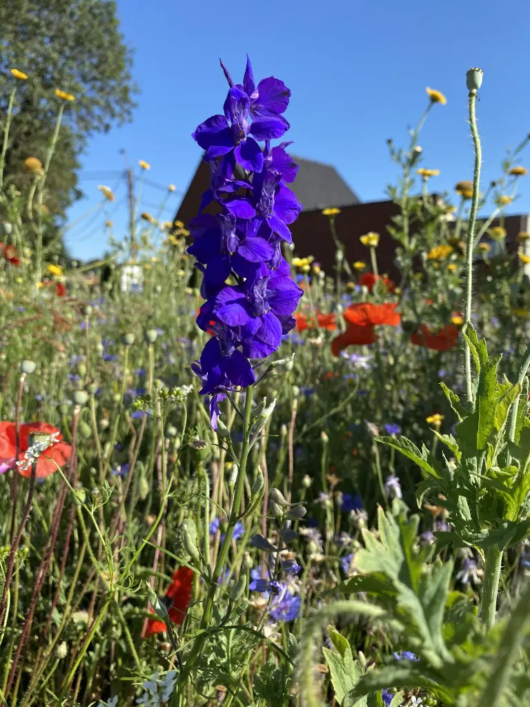 Buiten Bebouwde Kom - aug 20.webp