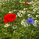 Holland Mengsel_8.6.2021 (7).webp