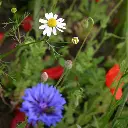 Holland mengsel (2).webp