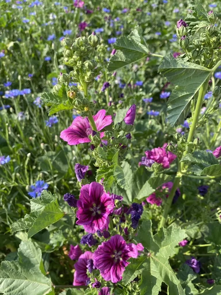 Bloemenpracht (9).webp