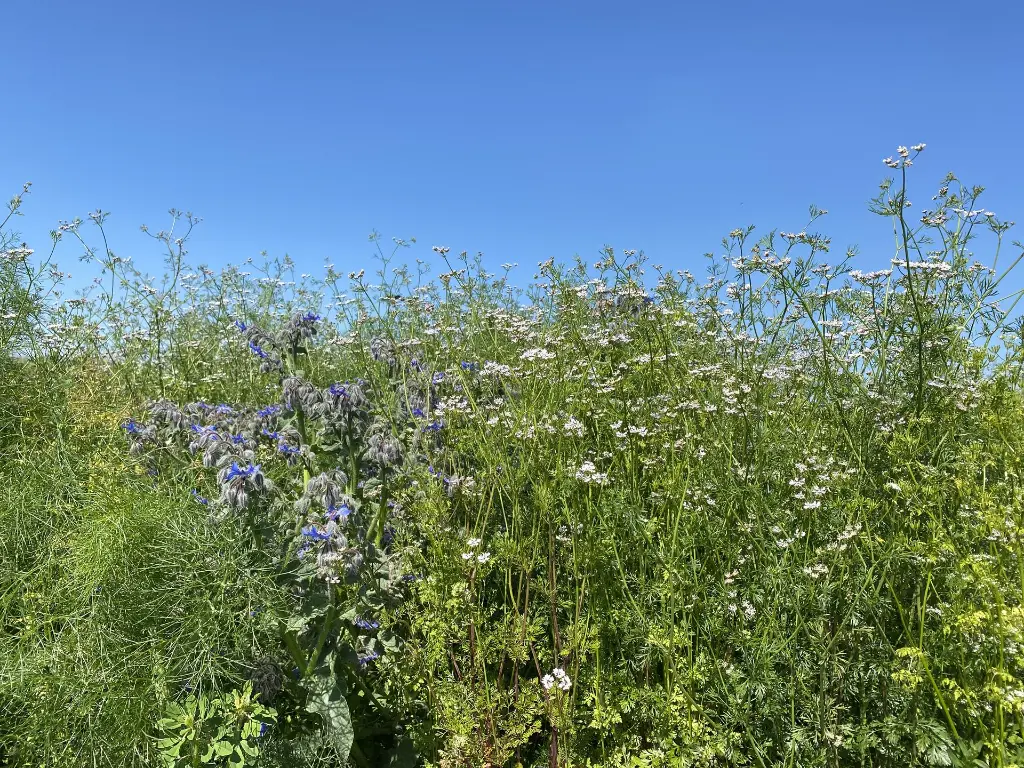 Speciaalmengsel 45_31.5.2021 (2).webp