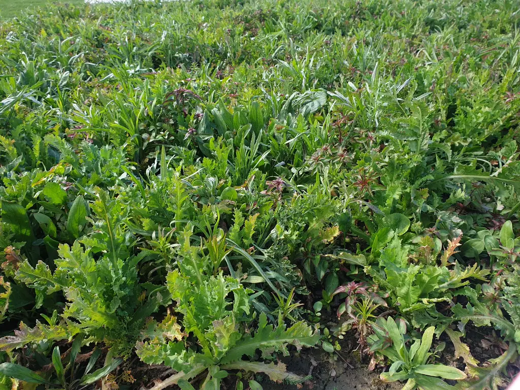 Nostalgie_C_8.6.2021 (7).webp