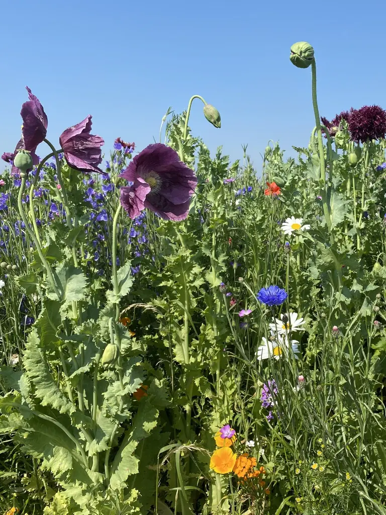 Nostalgie_C_8.6.2021 (6) recht.webp