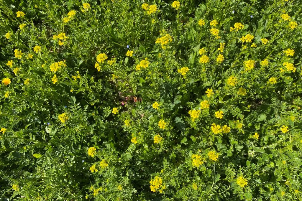 kruidenweide 1 - 2.webp