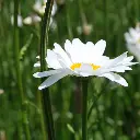 Weidekruiden 004.webp