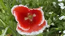 Summer Flower_27.7.2021 (7).webp