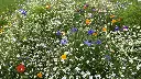 summer flower 3.webp