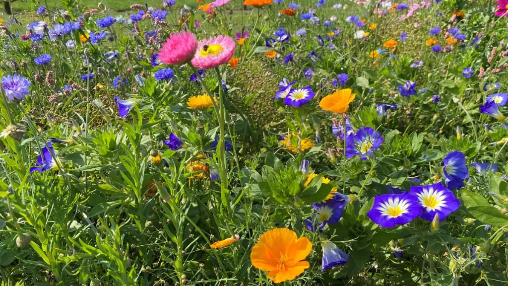 summer flower 2.webp