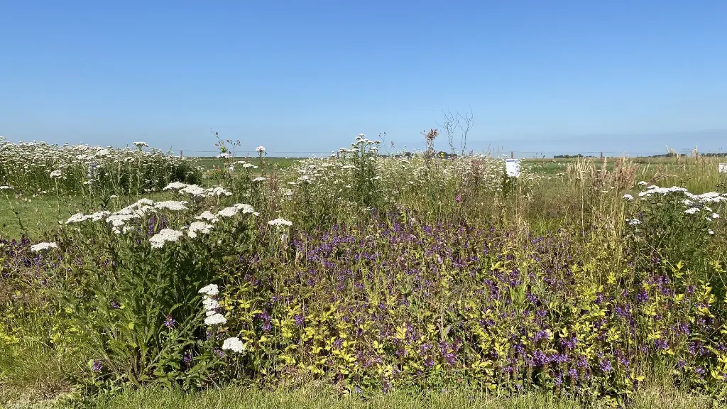 2022_5. Staygreen 10 Schaduw_14 juni (1).webp