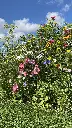 Snijbloemen_3.8.2021 (28).webp