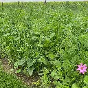 Snijbloemen_5.7.2021 (4).webp