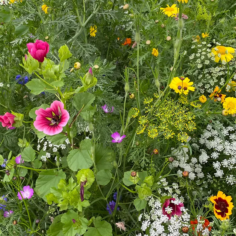 Snijbloemen_28.7.2021 (4).webp