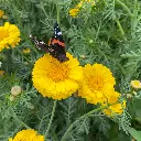 Snijbloemen_27.7.2021 (1).webp