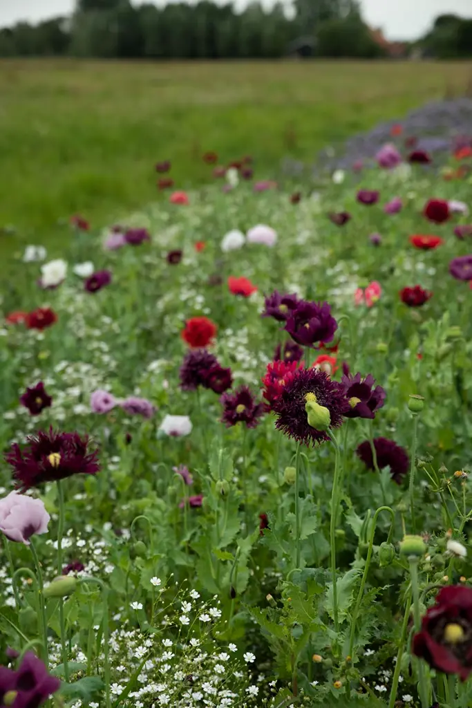 Droogboekettenmengsel_zomer 2019.webp