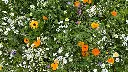 Flower Power_13.7.2021 (7).webp