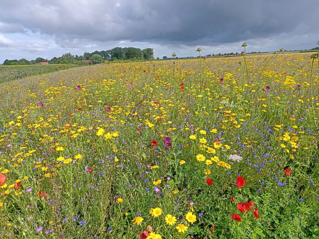 bumble bee augustus.webp