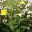 kruidenweide 1 - 3 vierkant.webp