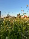 2026 Kruidenweide 2.webp