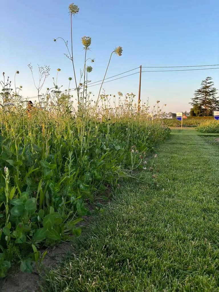 2026 Kruidenweide 2 (4).webp