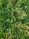 2026 Kruidenweide 2 (2).webp