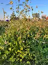 2026 Staygreen 7.webp
