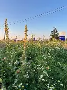 2026 Staygreen 10.webp