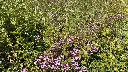2022_2. Staygreen 10_17 mei (2).webp