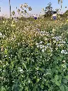 2026 Staygreen 7 (6).webp