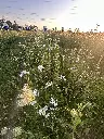 2026 Kruidenweide 1 (5).webp
