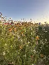 2026 Butterfly (2).webp