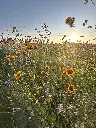 2026 Butterfly.webp