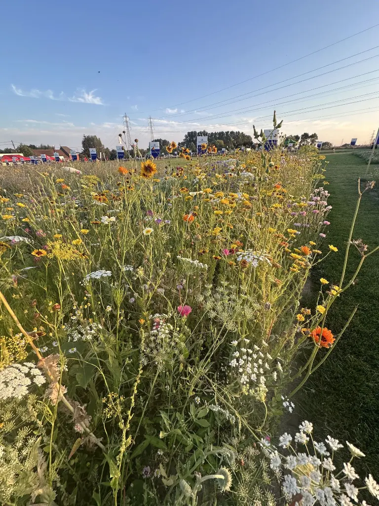 2026 Snijbloemen.webp