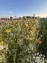 2026 Snijbloemen.webp