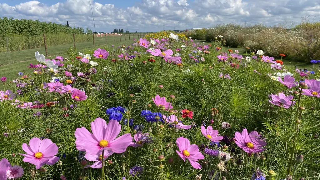 Festival_3.8.2021 (15).webp