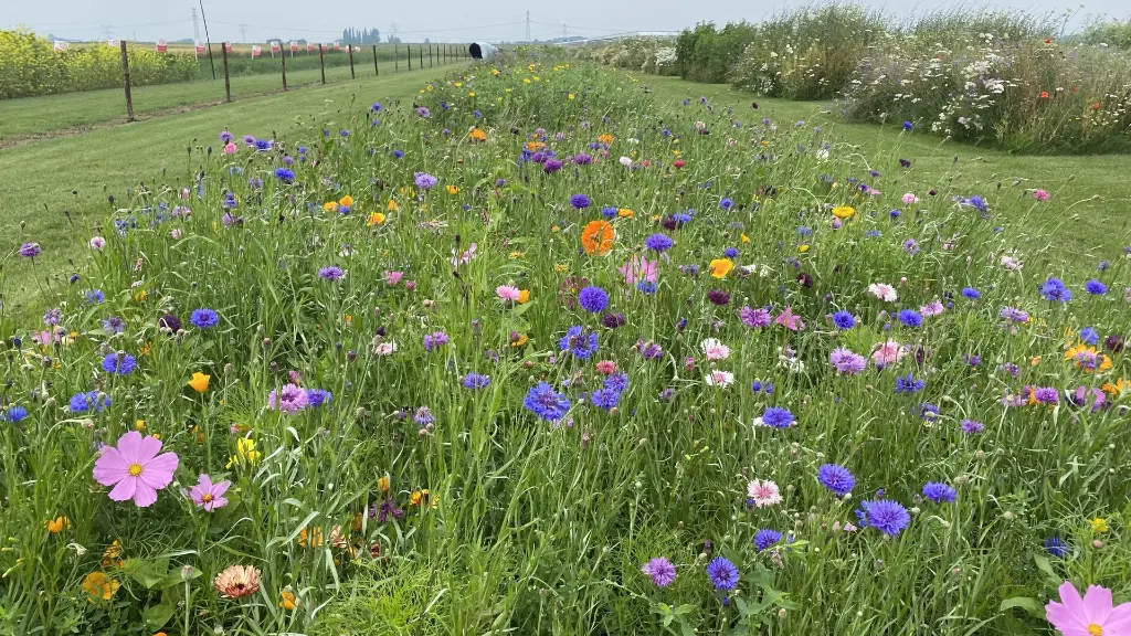 Aurora_13.7.2021 (10).webp