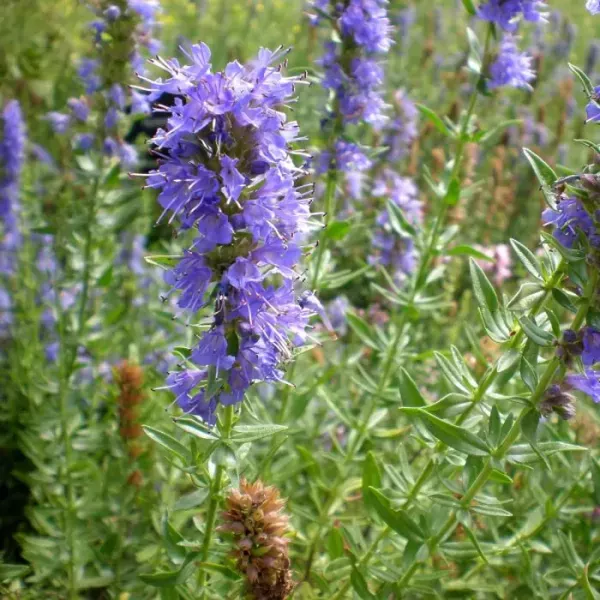 Hyssop 